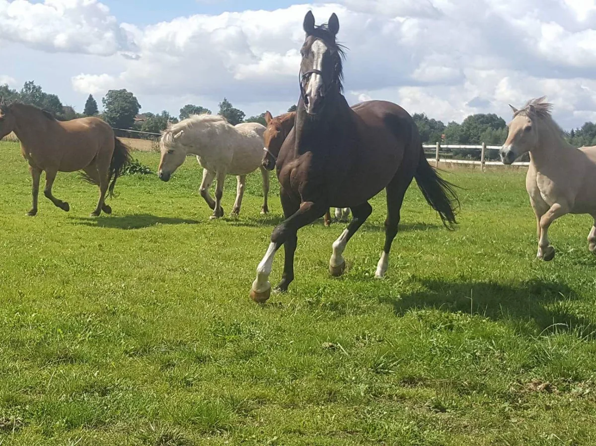 Heste galopperer på fold hos Ditlevshøj Ridecenter i Ringsted