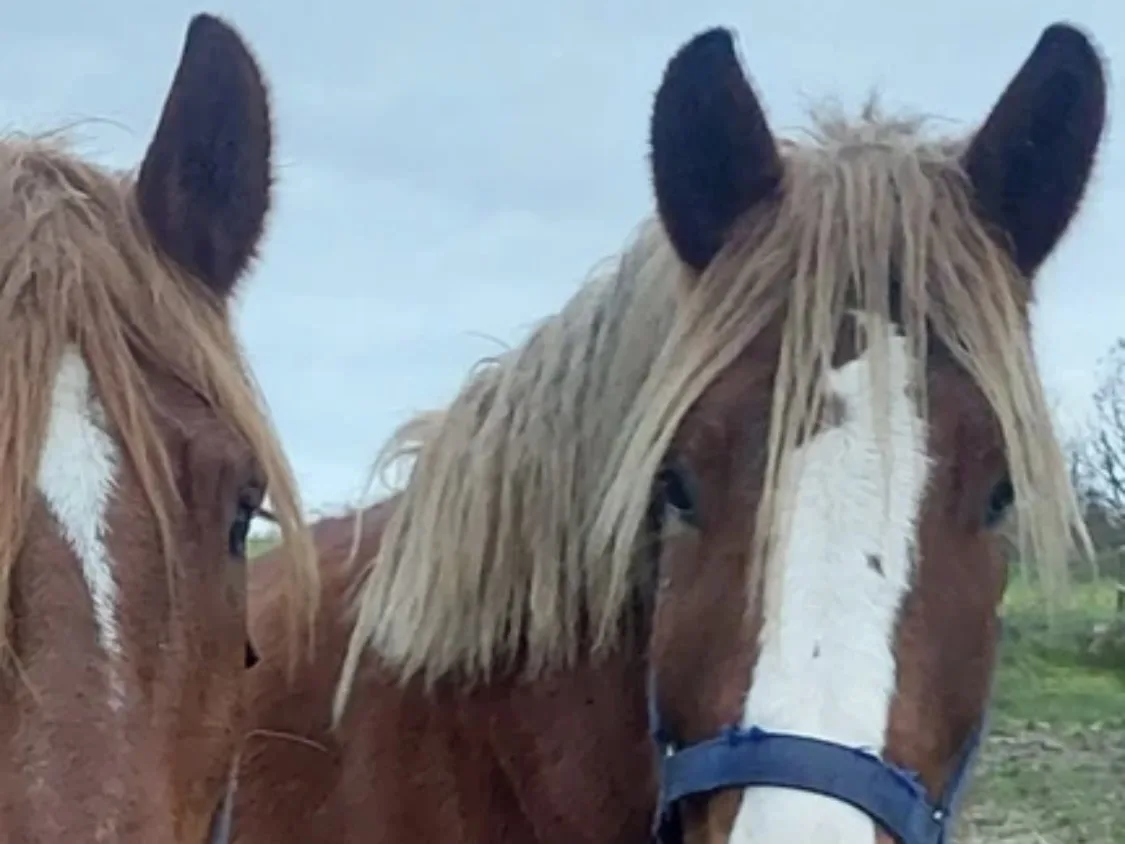 To heste på fold ved Ditlevshøj Ridecenter