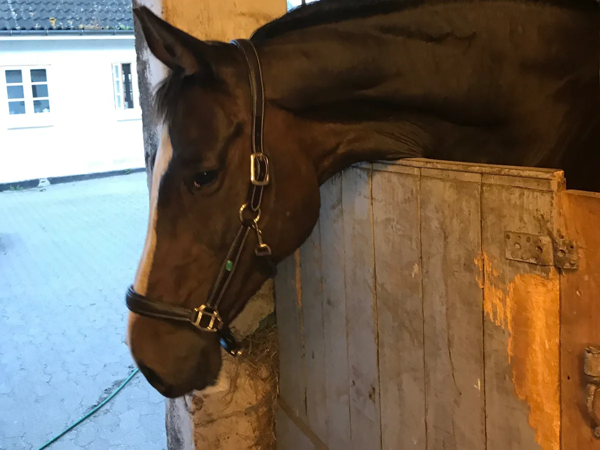Hest i stalden på Ditlevshøj Ridecenter