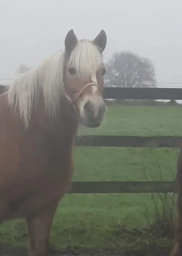 Pony ved hegnet på Ditlevshøj Ridecenter