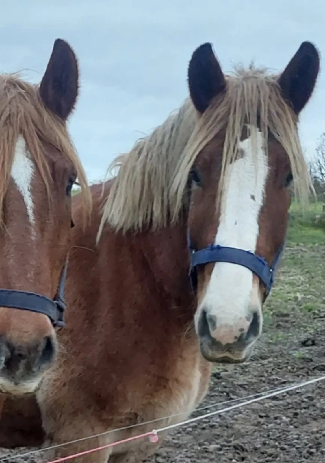 To heste på fold ved Ditlevshøj Ridecenter